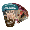 Ireland's Biodiversity: Intertidal Fish and Invertebrates